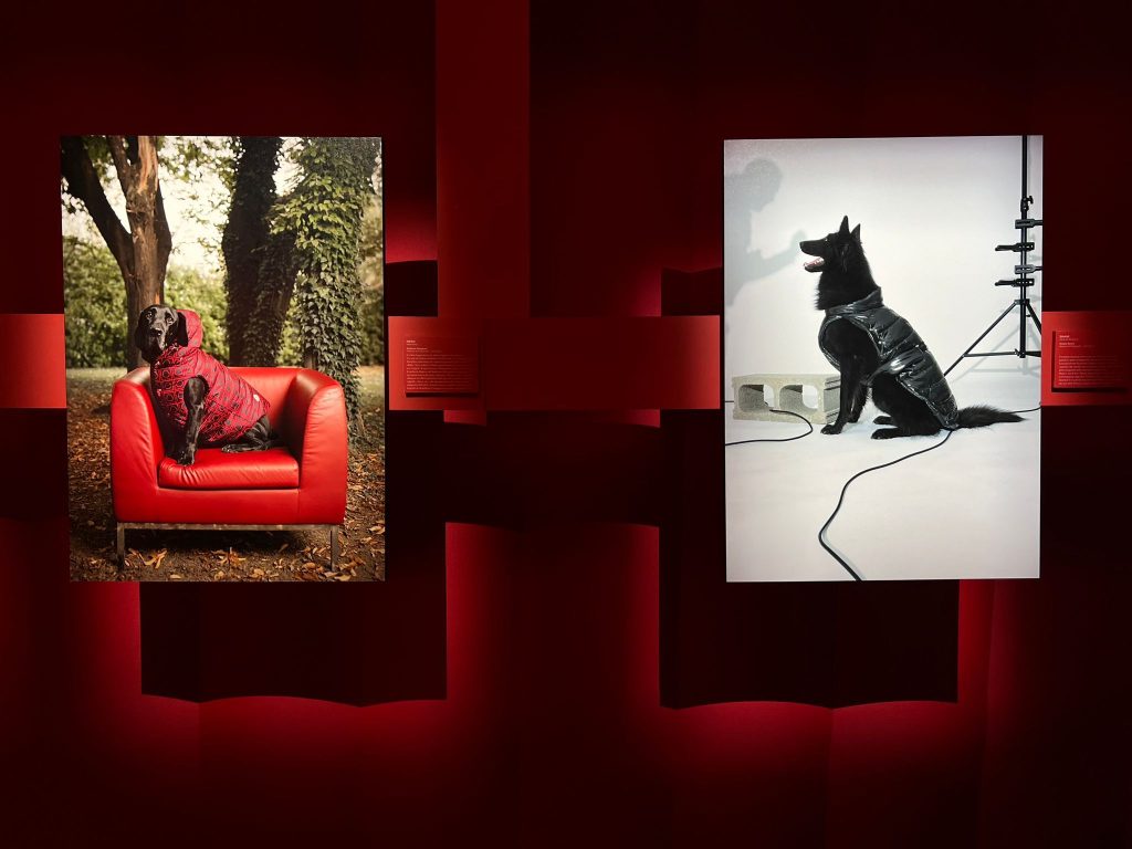 Dogs For Love // Bauer + Moncler + Poldo Rescue