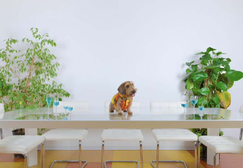 Dogs For Love // Bauer + Moncler + Poldo Rescue