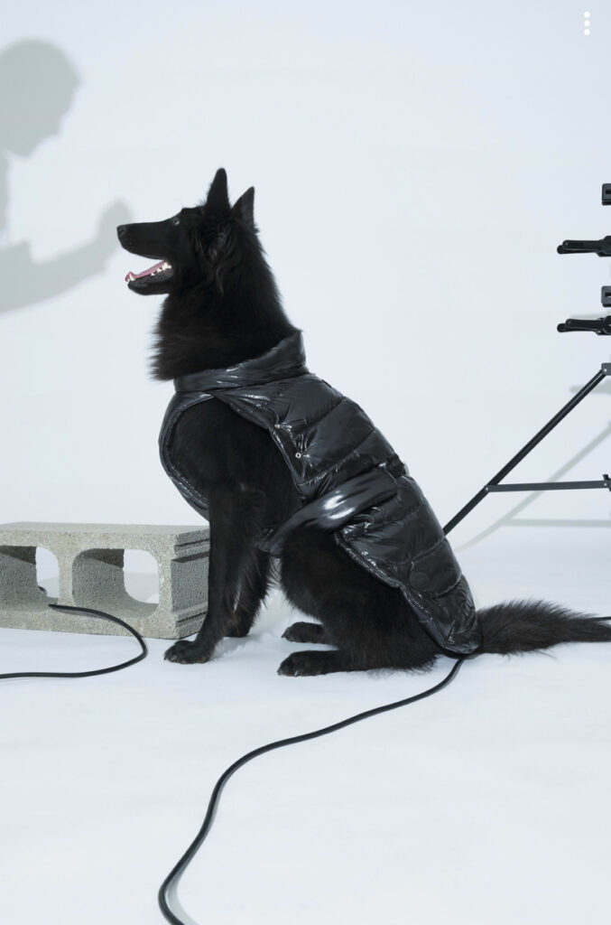 Dogs For Love // Bauer + Moncler + Poldo Rescue